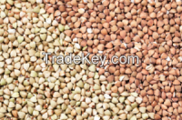 Sell Roasted Buckwheat Kenels, Fresh And Dried Buckwheats