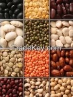 Kidney beans, Black beans, Lentils, Chickpeas, Mung beans, Soybeans F.