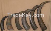 Sell Cow And Buffalo Horns