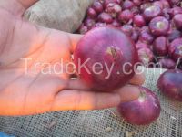 Fresh Red Onion from India Fresh Onion Shallots