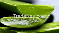 ALOE VERA LEAVES