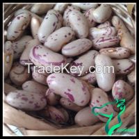 Light Speckled Kidney Beans / Rose Coco Beans