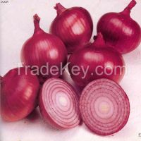 For dubai fresh vegetables South Africa wholesale red fresh onion 5-7cm