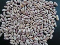 New Crop Purple Speckled Kidney Beans