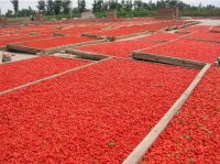 Dried goji berry