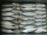 Dried and Frozen Horse Mackerel Fish/Frozen Squid/Salmon Fish/Frozen Fish