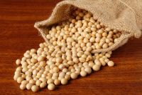 Non GMO white maize/Yellow corn/Non-GMO soybean seed