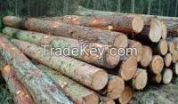 Wood Logs