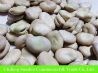 https://www.tradekey.com/product_view/2013-Chinese-Broad-Beans-Factory-Supplier-Cheap-Price-5843116.html