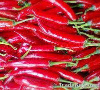 fresh chilli