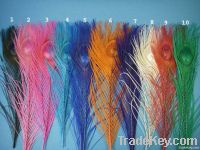 peacock and ostrich feathers for sale