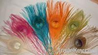 peacock and ostrich feathers for sale