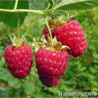 Raspberry plants for sale in India