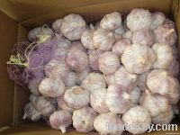 https://es.tradekey.com/product_view/Garlic-Ginger--5322448.html