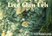 Live Glass Eels ( Anguilla Bicolor )