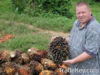 REFINED AND CRUDE PALM OIL FOR SALE