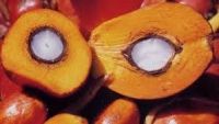 Malaysia unrefined palm oil for sale