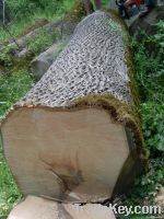 Veneer Ash logs