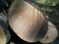 A/B/C grade White Oak logs 