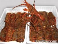 Live Lobster - Jasus frontalis