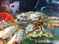 https://fr.tradekey.com/product_view/Alaskan-King-Crab-5344177.html