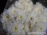 Chrysanthemum