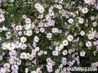 Aster Flowers