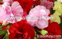 Carnation Flowers