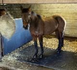 Stable Wall Mats 10mm 6ft X 4ft EVA