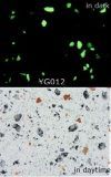 Glow-in-Dark Resin Artificial Stone (YG012)
