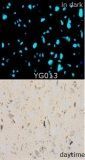 Glow-in-Dark Resin Artificial Stone (YG013)
