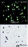 Glow-in-Dark Resin Artificial Stone (YG014)