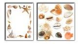 Can Wall Prints of Shell