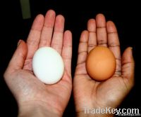 Fresh white and brown chicken eggs.