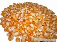 yellow corn animal feed