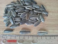 Grey sunflower seeds