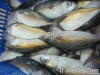 indian mackerel whole round