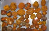 Cow,ox,cattle gallstones