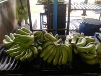India Cavendish bananas supplier