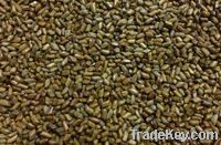 cassia tora seed