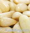 red pine nuts