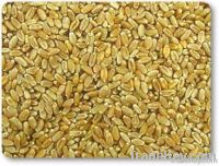 Soft Milling Wheat Grade A