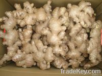 FRESH THIN GINGER