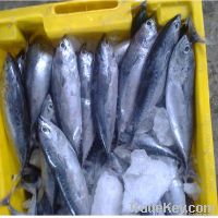 https://fr.tradekey.com/product_view/Bullet-Tuna-Auxis-Rochei-Rochei-5364591.html