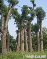 mahogany trees