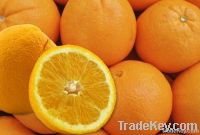 South African Fresh Navel Orange