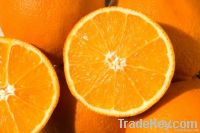 Fresh Valencia oranges Orange