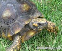 Sulcata, Aldabra, Galapagos and Other Tortoise Breeds