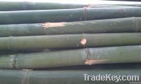 bamboo materials