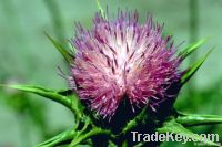 Oil thistle